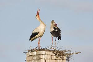 Images Dated 6th June 2009: White stork (Ciconia ciconia) pair at nest site on old chimney, Rusne, Nemunas Regional Park
