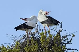 Ciconiiformes Gallery: White stork (Ciconia ciconia) pair performing an up-down display with bill clattering
