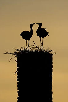 Images Dated 6th June 2009: White stork (Ciconia ciconia) pair silhouetted at nest on old chimney, Rusne, Nemunas Regional Park