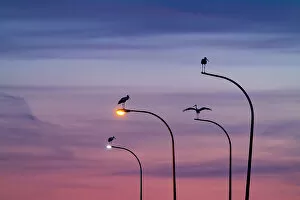 Ciconiiformes Gallery: Four White storks (Ciconia ciconia) perched on street lights, silhouetted at dusk, Madrid, Spain