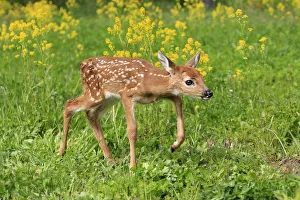 White tailed deer (Odocoileus virginianus), fawn age one week, captive, USA White tailed deer (Odocoileus virginianus), fawn age one week, captive, USA