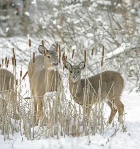 White-tailed deer (Odocoileus virginianus) doe and fawn standing amongst Bulrushes White-tailed deer (Odocoileus virginianus) doe and fawn standing amongst Bulrushes