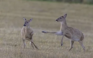 White-tailed deer (Odocoileus virginianus), two fawns playing in field White-tailed deer (Odocoileus virginianus), two fawns playing in field