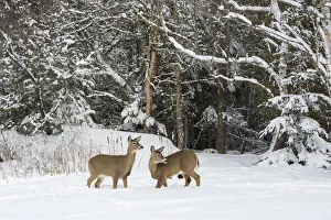 White-tailed deer (Odocoileus virginianus) in snow, Acadia National Park, Maine, USA White-tailed deer (Odocoileus virginianus) in snow, Acadia National Park, Maine, USA