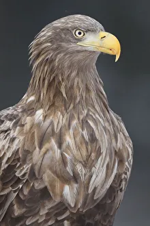White tailed eagle / Erne (Haliaeetus albicilla) portrait, Flatanger, Nord-Trondelag White tailed eagle / Erne (Haliaeetus albicilla) portrait, Flatanger, Nord-Trondelag