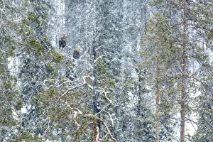 White-tailed eagle (Haliaeetus albicilla) male and female perched on tree in snow White-tailed eagle (Haliaeetus albicilla) male and female perched on tree in snow
