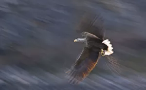 Panic Gallery: White-tailed eagle (Haliaeetus albicilla) in flight, Norway, April