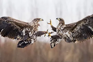 White tailed eagles (Haliaeetus albicilla) two juveniles fighting in flight, Lake Csaj White tailed eagles (Haliaeetus albicilla) two juveniles fighting in flight, Lake Csaj