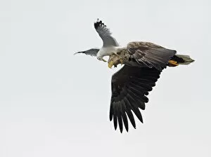 Images Dated 20th July 2010: White-tailed Sea Eagle (Haliaeetus albicilla) being attacked by a Common Gull (Larus
