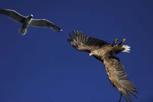 White tailed sea eagle (Haliaeetus albicilla) and Greater black backed gull (Larus White tailed sea eagle (Haliaeetus albicilla) and Greater black backed gull (Larus