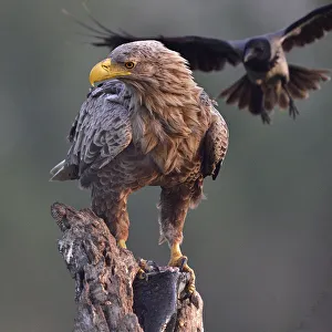 White tailed sea eagle (Haliaeetus albicilla) perched on tree stump with fish. Hooded crow White tailed sea eagle (Haliaeetus albicilla) perched on tree stump with fish. Hooded crow