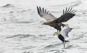 White-tailed sea eagle (Haliaeetus albicilla) flying over water with male Common eider White-tailed sea eagle (Haliaeetus albicilla) flying over water with male Common eider