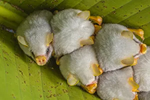 Phyllostomidae Gallery: Honduran White Bat Collection