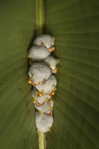 Phyllostomidae Gallery: 