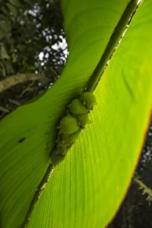 Phyllostomidae Gallery: 