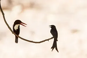 White-throated kingfisher (Halcyon smyrnensis) with Black drongo (Dicrurus macrocercus) White-throated kingfisher (Halcyon smyrnensis) with Black drongo (Dicrurus macrocercus)
