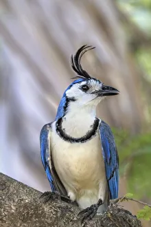 Crows And Jays Gallery: 