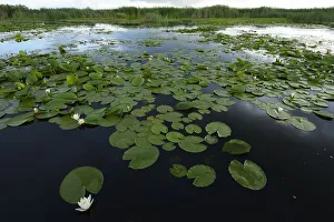 White water lilies (Nymphaea alba) on surface of Danube delta rewilding area, Romania White water lilies (Nymphaea alba) on surface of Danube delta rewilding area, Romania