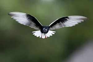 White winged black tern (Chlidonias leucopterus) in flight, Prypiat river, Belarus White winged black tern (Chlidonias leucopterus) in flight, Prypiat river, Belarus