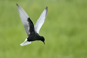 White winged black tern (Chlidonias leucopterus) in flight, Prypiat river, Belarus White winged black tern (Chlidonias leucopterus) in flight, Prypiat river, Belarus