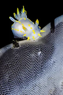 White and yellow nudibranch (Polycera quadrilineata) feeding on a sea mat White and yellow nudibranch (Polycera quadrilineata) feeding on a sea mat