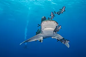 Whitetip shark (Carcharhinus longimanus), accompanied by Pilotfish (Naucrates ductor) Whitetip shark (Carcharhinus longimanus), accompanied by Pilotfish (Naucrates ductor)