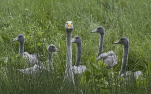 Whooper swan (Cygnus cygnus), adult with young ones, Finland, August Whooper swan (Cygnus cygnus), adult with young ones, Finland, August