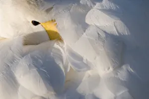 Whooper Swan (Cygnus cygnus) with its beak in its feathers. The Netherlands, January Whooper Swan (Cygnus cygnus) with its beak in its feathers. The Netherlands, January