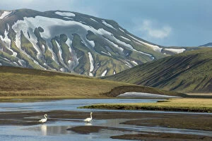 Avian Gallery: Whooper swan (Cygnus cygnus) in landscape of Landmannalaugar, Iceland, June