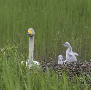 Whooper swan (Cygnus cygnus), at nest with cygnets, Finland, June Whooper swan (Cygnus cygnus), at nest with cygnets, Finland, June
