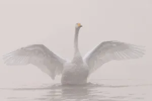 Whooper swan (Cygnus cygnus) outstretching its wings, Sanmenxia, Henan province, China Whooper swan (Cygnus cygnus) outstretching its wings, Sanmenxia, Henan province, China