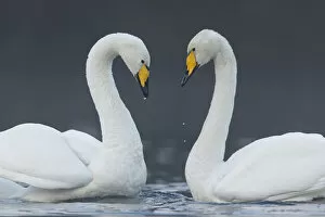 Images Dated 21st November 2014: Whooper swan (Cygnus cygnus) pair on loch in heart shape, Cairngorms National Park