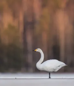 Whooper swan (Cygnus cygnus) in snow. Jyvaskyla, Central Finland. March Whooper swan (Cygnus cygnus) in snow. Jyvaskyla, Central Finland. March