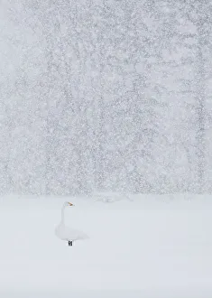 Whooper swan (Cygnus cygnus) standing alone in snow storm, Hokkaido Japan February Whooper swan (Cygnus cygnus) standing alone in snow storm, Hokkaido Japan February