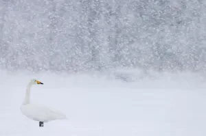 Whooper Swan (Cygnus cygnus) standing in snowfall, Hokkaido, Japan, February Whooper Swan (Cygnus cygnus) standing in snowfall, Hokkaido, Japan, February