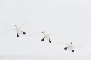 Three Whooper swans (Cygnus cygnus) in flight, Lake Tysslingen, Sweden Three Whooper swans (Cygnus cygnus) in flight, Lake Tysslingen, Sweden