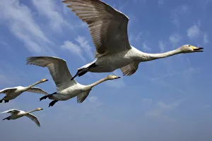 Whooper Swans {Cygnus cygnus} in flight against blue sky, captive, Somerset, UK Whooper Swans {Cygnus cygnus} in flight against blue sky, captive, Somerset, UK