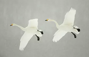 Wingspan Gallery: Whooper swans (Cygnus cygnus) two in flight, during snowfall, Lake Kussharo, Japan