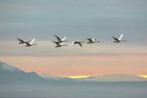 Swans Gallery: Whooper swans (Cygnus cygnus), flying at sunset, Caerlaverock Wildfowl & Wetland Trust WWT