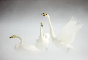 Whooper Swans (Cygnus cygnus) in snow. Japan, February Whooper Swans (Cygnus cygnus) in snow. Japan, February