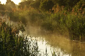 Images Dated 8th June 2011: Wicken Lode (waterway), Wicken Fen, Cambridgeshire, UK, June 2011