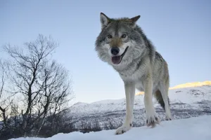 Wide angle close-up of a European grey wolf (Canis lupus) in landscape, captive, Norway Wide angle close-up of a European grey wolf (Canis lupus) in landscape, captive, Norway
