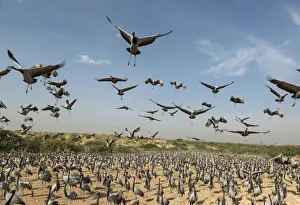 Wide angle view of Demoiselle cranes (Anthropoides virgo) landing in chugga ghar Wide angle view of Demoiselle cranes (Anthropoides virgo) landing in chugga ghar