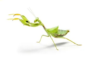 Wide-armed mantis (Cilnia humeralis) reaching out, photographed on a white background Wide-armed mantis (Cilnia humeralis) reaching out, photographed on a white background