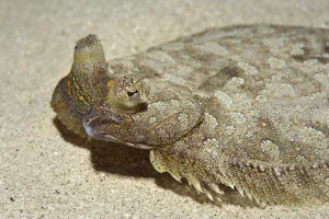 Wide-eyed flounder (Bothus podas) on seabed, Marine Reserve, Monaco, Mediterranean Sea Wide-eyed flounder (Bothus podas) on seabed, Marine Reserve, Monaco, Mediterranean Sea
