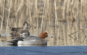 Widgeon (Mareca penelope) pair amongst reeds. Tervatehdas, Finland. April Widgeon (Mareca penelope) pair amongst reeds. Tervatehdas, Finland. April