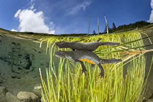 Wild Alpine newt (Ichthyosaura alpestris) female Bedretto valley, River Ticino Wild Alpine newt (Ichthyosaura alpestris) female Bedretto valley, River Ticino