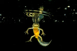 Wild Alpine newt (Ichthyosaura alpestris) male, Lago Nero, Pistoia, Tuscany, Italy Wild Alpine newt (Ichthyosaura alpestris) male, Lago Nero, Pistoia, Tuscany, Italy