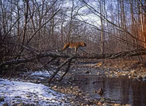 Leopard Collection: Wild Amur leopard (Panthera pardus orientalis) crossing a fallen tree over a river