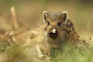 Images Dated 16th April 2012: Wild boar piglet (Sus scrofa) with leaf stuck on its nose, Forest of Dean, Gloucestershire